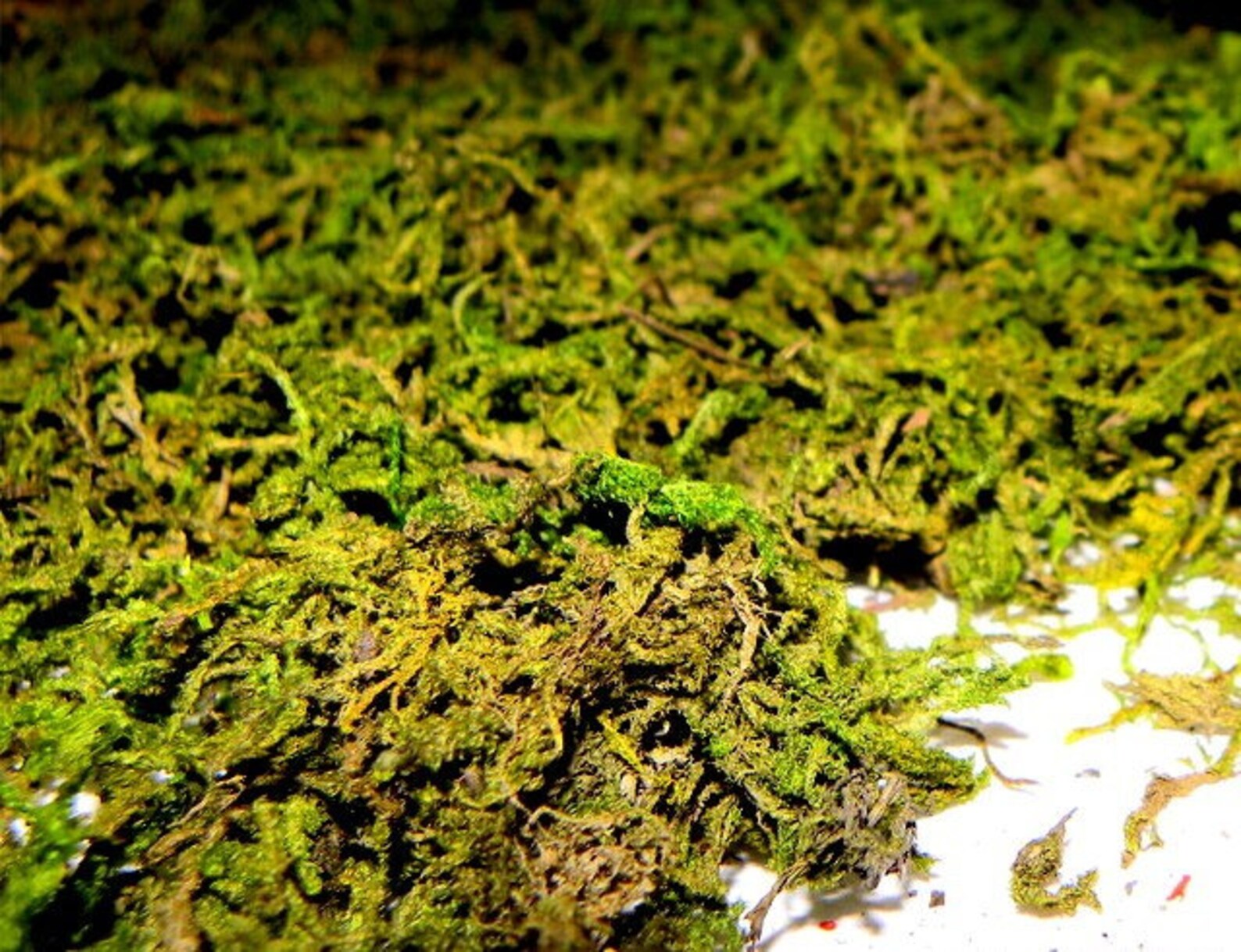 Sphagnum Moss for Terrariumsdried Mosspreserved Moss2 Oz Etsy