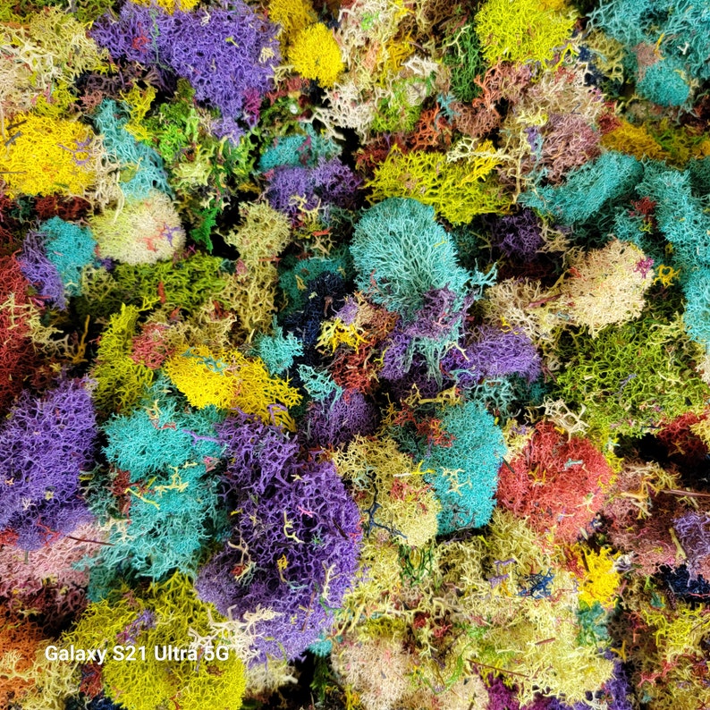 Reindeer moss Lichen Confetti-Reindeer moss-Preserved in MANY colors image 5