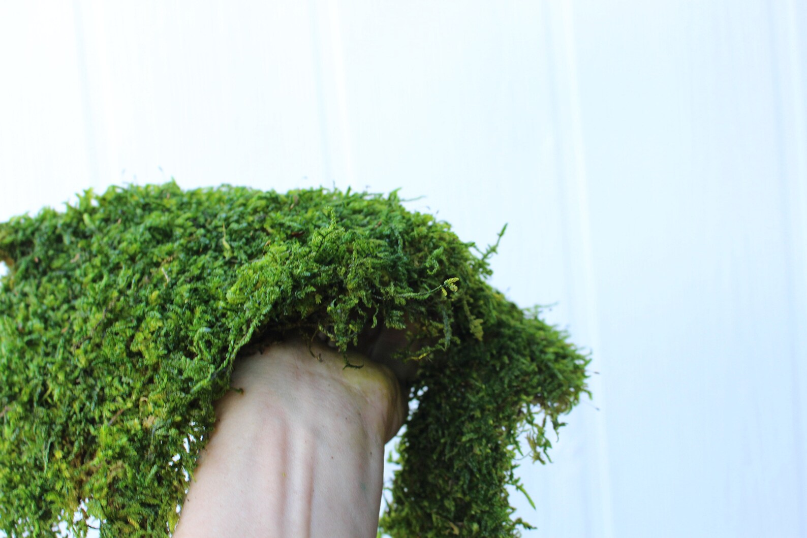 Carpet MossPRESERVED MossSheet mossQuart bagWedding Etsy