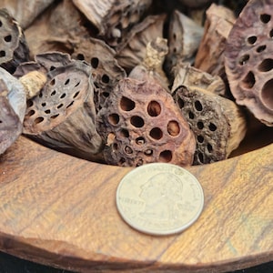 Puede incluir: Una colección de vainas de semillas de loto marrones secas con agujeros circulares visibles, descansando en un cuenco de madera junto a una moneda estadounidense de 25 centavos, de 2,4 cm de diámetro, como referencia de escala.