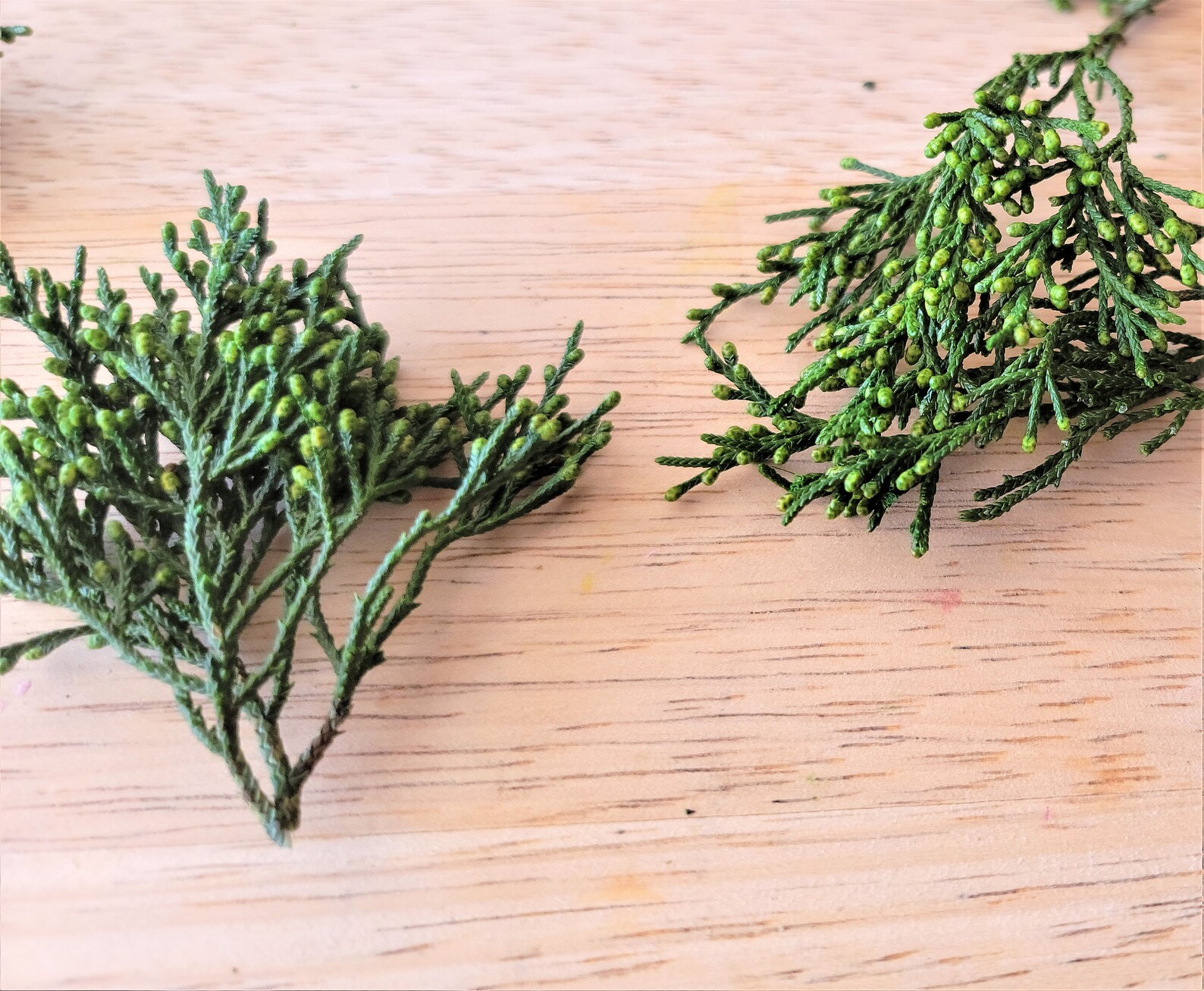 Gold Tip Cedar Branch Tips Preserved Arborvitae Tips Etsy