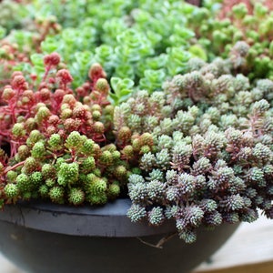 25 Sedums assorted cuttings-Angelina-Coral carpets-Gold Moss-Assorted sedums