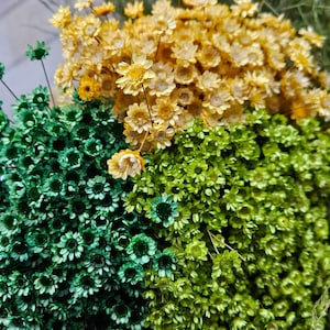 May include: A dense arrangement of dried flowers featuring three distinct color sections. The top portion consists of numerous small, pale yellow blossoms, while the bottom half is divided into deep emerald green and bright lime green clusters.
