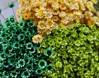 Dried Mini Star Flowers: Fuchsia, Turquoise, Yellow - 50 Stems