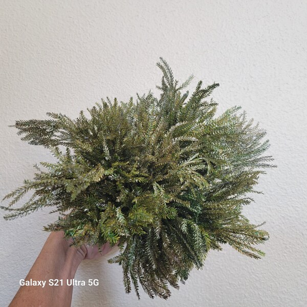 Silver Princess Pine - Lycopodium Preserved-Choose 12 OR 25 stems -Fairy Garden Trees-Railroad Hobbyist