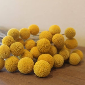 Craspedia 30 stems Grown in USA long stem-Billy Balls-Billy Buttons-Yellow Wedding Flowers-Bundle of 30 yellow flowers