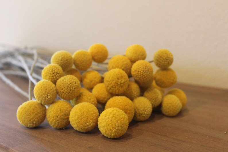 May include: A bunch of dried billy balls, also known as craspedia, in a bright yellow color. The flowers are clustered together and have a fuzzy texture.