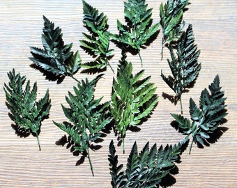 Leatherleaf ferns-REAL Preserved Green ferns 10 pieces per bag-Red ferns in assorted sizes-invitations-Dried Floral-Boutonnieres