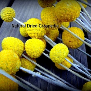 Craspedia 12 Long stem 2023 CROP GROWN in the USA Billy Balls-Billy Buttons-Dried Yellow Wedding Flowers-Bundle of 12 Bild 3