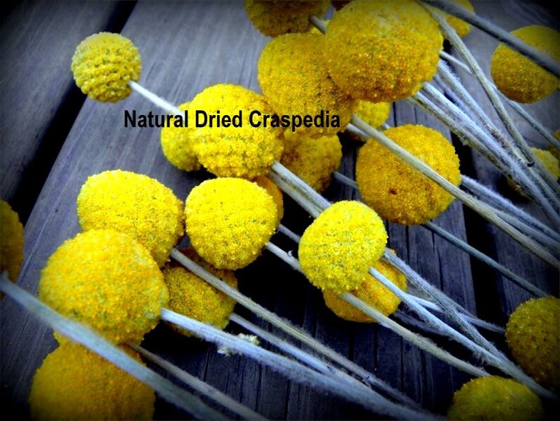 Craspedia 12 Long stem 2023 CROP GROWN in the USA Billy Balls-Billy Buttons-Dried Yellow Wedding Flowers-Bundle of 12 Bild 3