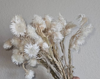 Everlasting Star flowers | White Wedding Flowers | Dried White Flowers