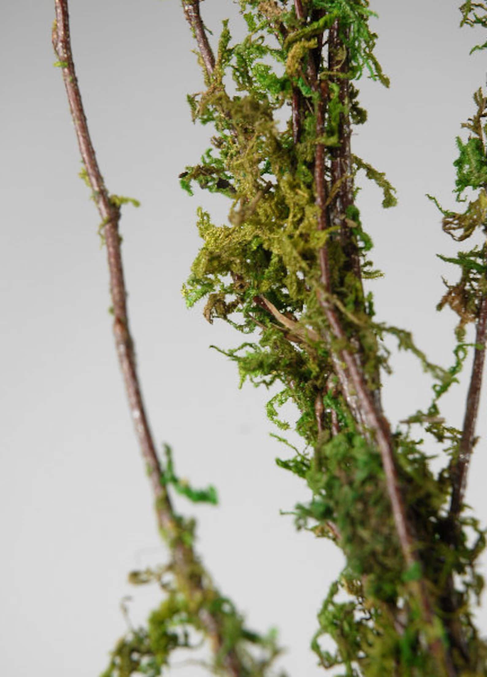 Sphagnum Moss for Terrariumsdried Mosspreserved Moss2 Oz Bag