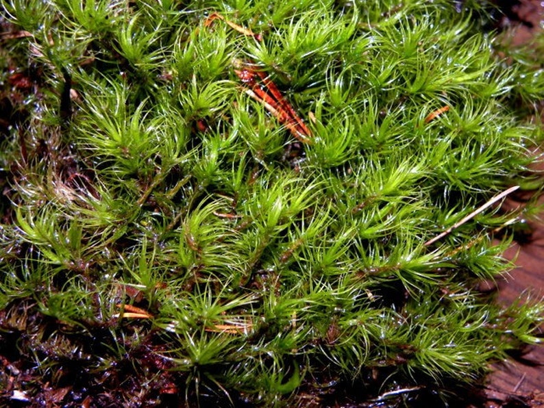 Mood MossFrog MossLive Moss for Terrariums and Vivariums1 Etsy