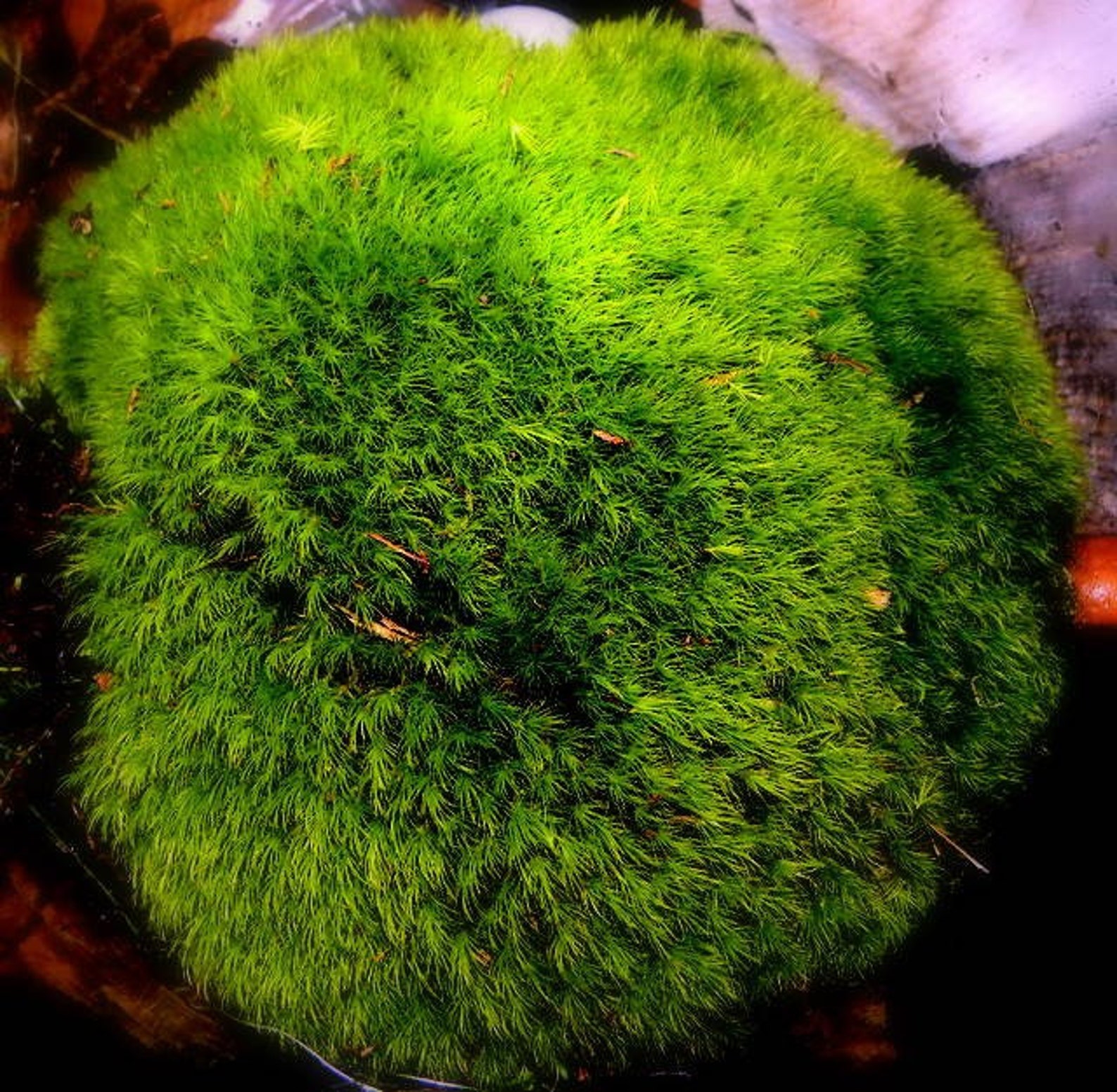 Mood Mosslive Mossbulk Moss6 Square Feet Mood Moss Larger Etsy
