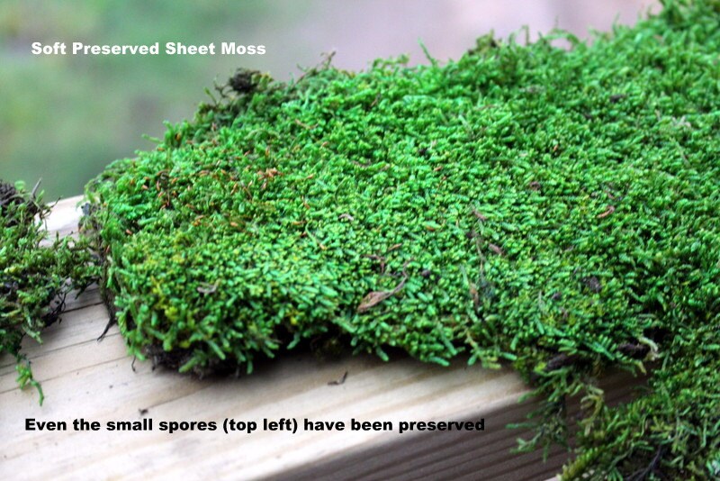 Carpet MossPRESERVED MossSheet mossQuart bagWedding Etsy