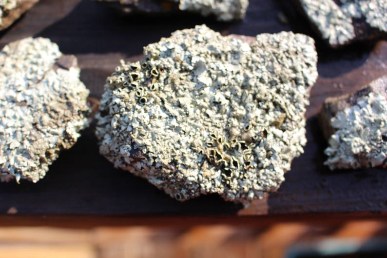 Small lichen covered rocks from 3-5 Desert Landscape Rock-Desert terrariums-Office Paperweight-Weird lichen rock