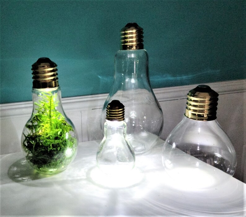 Light Bulb Terrarium Vaseled Lighted Round Base Light Bulb Etsy