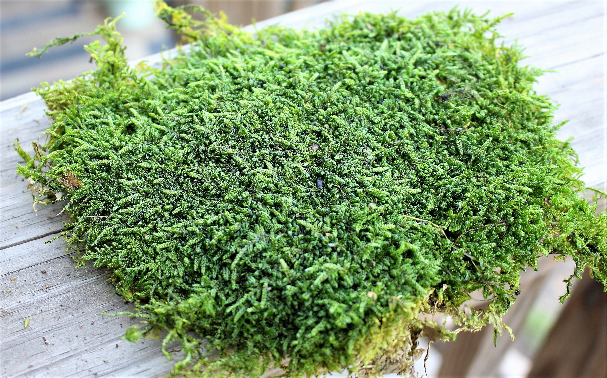 Carpet MossPRESERVED MossSheet mossQuart bagWedding Etsy