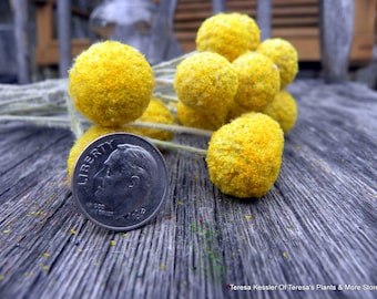 Craspedia-Mini sized Billy Balls-Billy Buttons-Small Dried Yellow Wedding Flowers-Bundle of 12