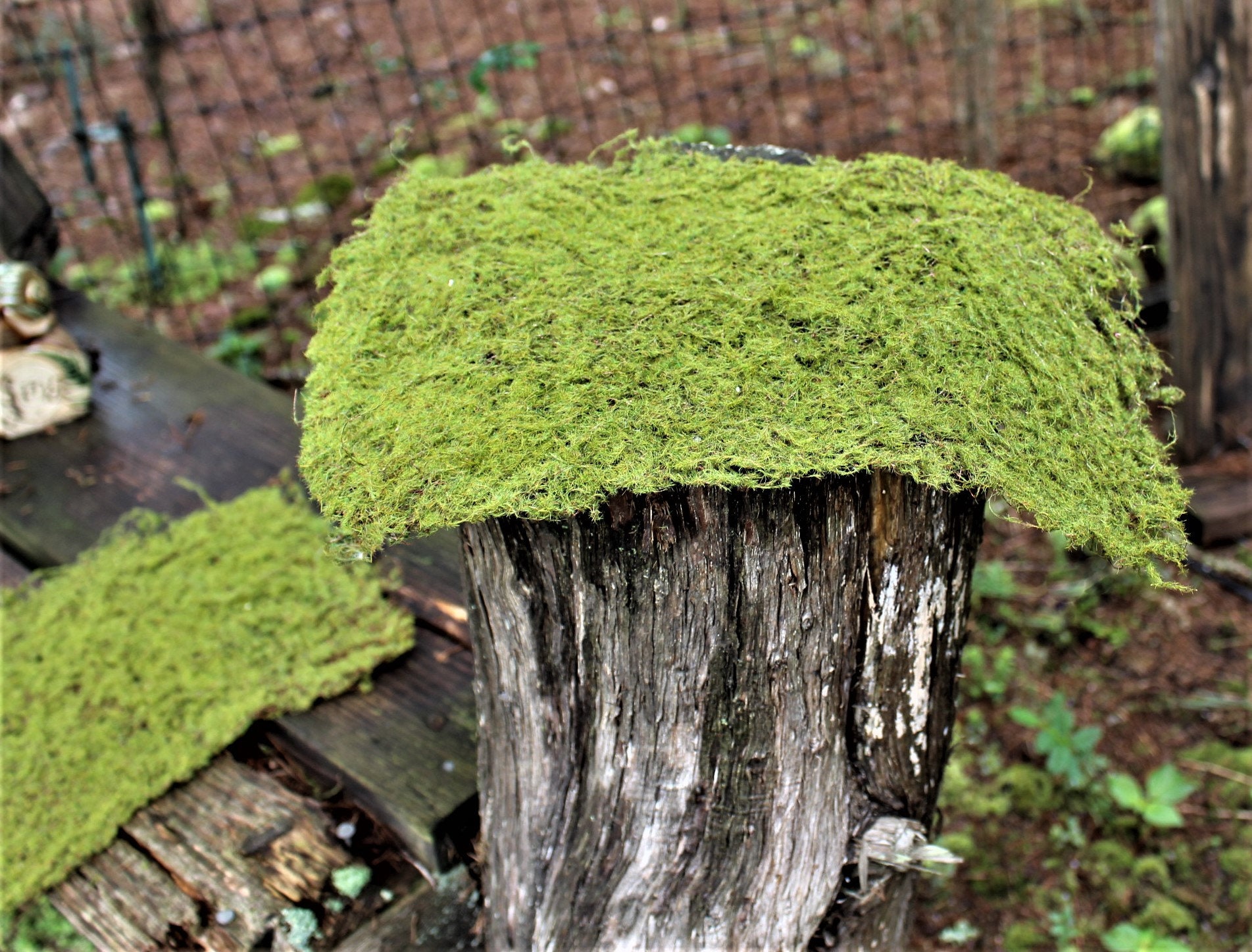 Large Moss Pad with vinesArtificial moss placematSoil topper Etsy