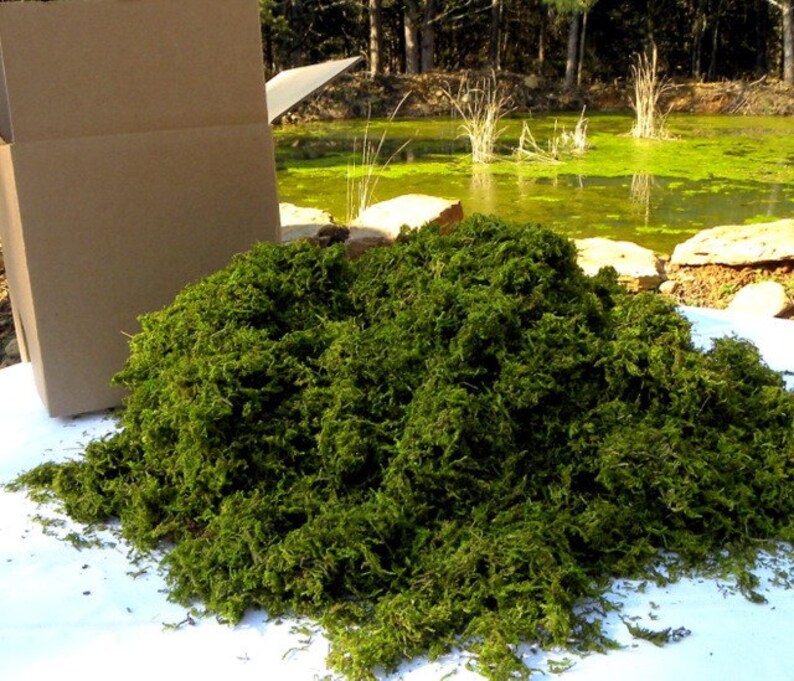 Wholesale 10 Pound BULK Moss Preserved boxSphagnum moss for Etsy