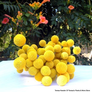May include: A bunch of bright yellow dried billy buttons, also known as craspedia, arranged in a cluster. The flowers are round and fluffy, resembling small pom-poms.