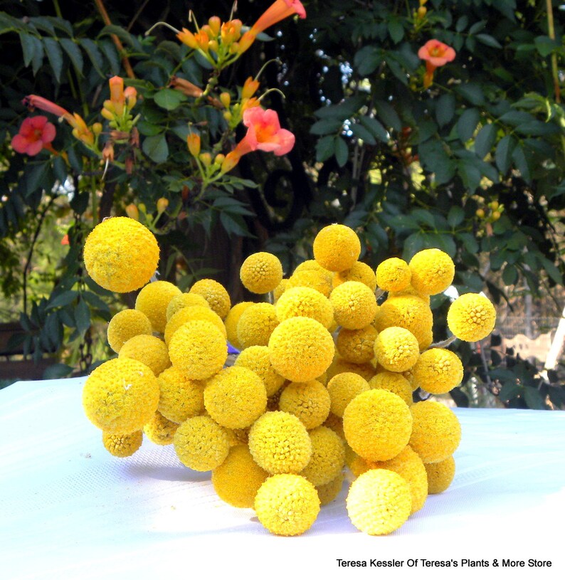 May include: A bunch of bright yellow dried billy buttons, also known as craspedia, arranged in a cluster. The flowers are round and fluffy, resembling small pom-poms.