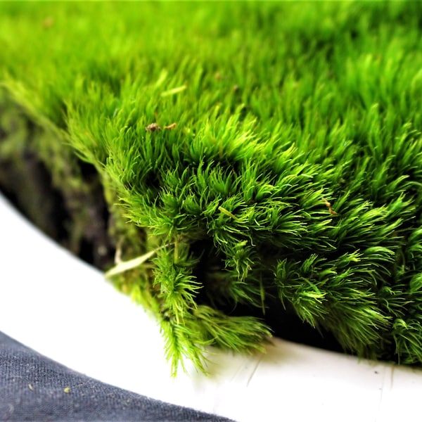 Moss samples-Mood Moss-Pillow Moss-Preserved Moss-Sheet moss-You choose Moss type-Pillow-Mood Moss-Fern Moss or Carpet Moss- 4"x6" bag