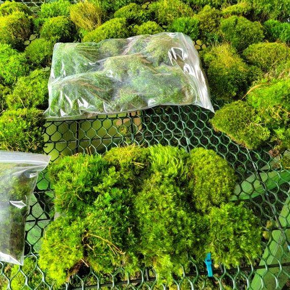 Preserved Mood Moss Quart Bag REAL Moss-mood Moss Preserved No Water Needed Floral  Moss Quart Bag Stuffed 