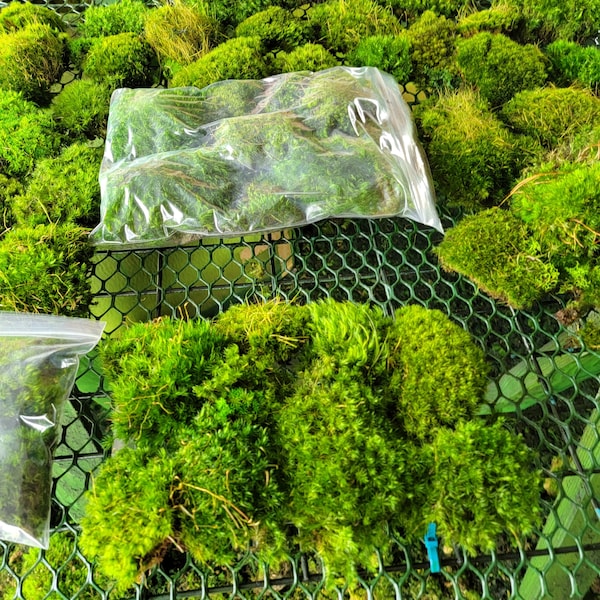 Preserved Mood Moss | Quart Bag | REAL Moss-Mood moss preserved | No water needed Floral moss | Quart bag stuffed