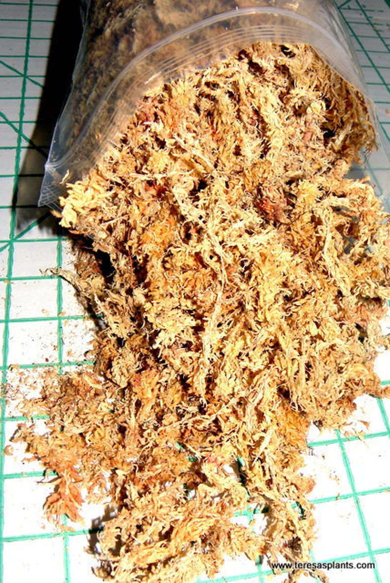 Sphagnum moss 1 oz bags for orchids-Potting medium-Grapevine ball and basket stuffer image 1