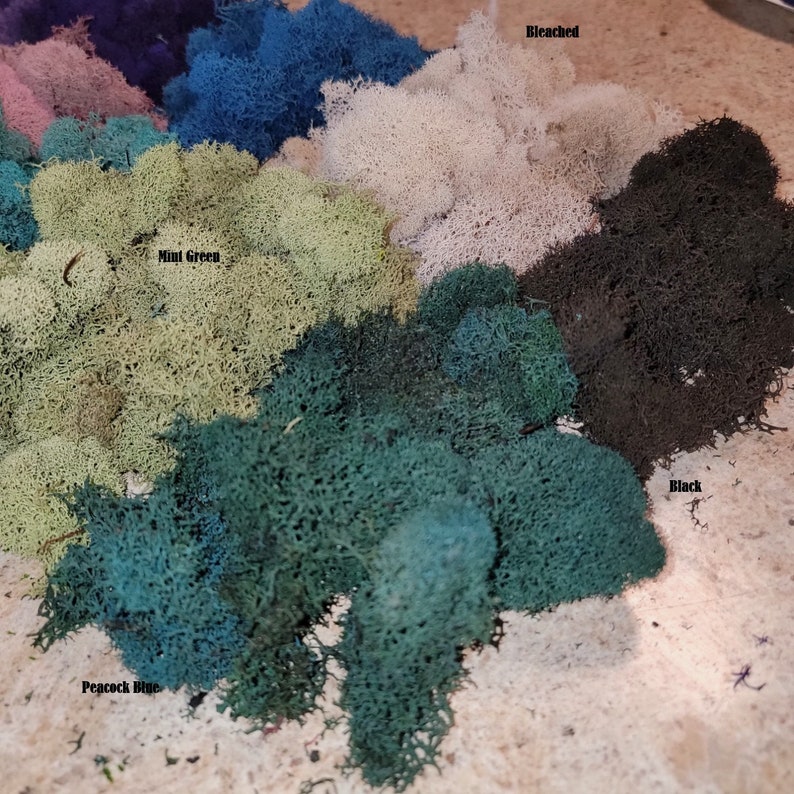 Preserved Reindeer moss-Floral moss-4 oz bag in many colors-Deer foot Moss-Mango-Red-Gray-Purple-Blue-Preserved Lichens image 3