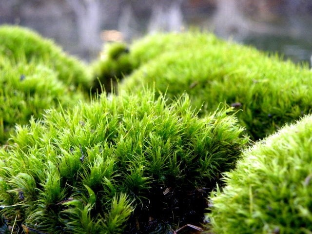 Terrarium Moss-Mood Moss-Frog Moss-Live Dicranum Moss for Terrariums and  Vivariums-Fairy Garden Forest-Sandwich bag