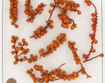 Orange Canella Berry stems - Bag contains 1 oz of assorted sized stems
