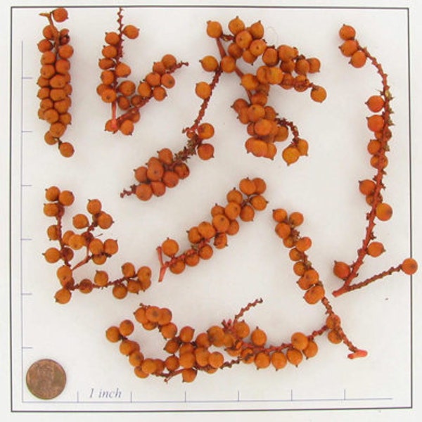 Orange Canella Berry stems - Bag contains 1 oz of assorted sized stems