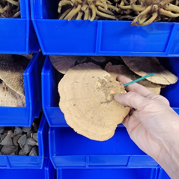 Sponge Mushrooms-Choose 3 or 6 Dried Botanical-Weird Spongy looking thing-Fungi-Woodland wonder