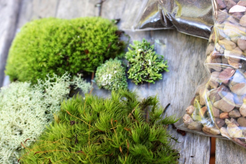 Terrarium Kitlive Mosssmall DIY Kit woodland Forest Etsy