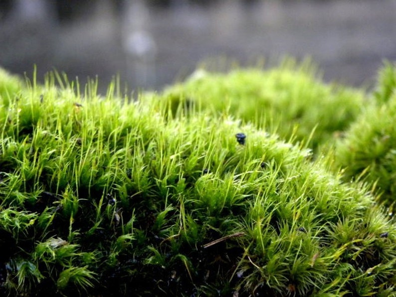 Frog Mosslive Dicranum Mossmood Moss Gallon Bag Full LIVE Etsy