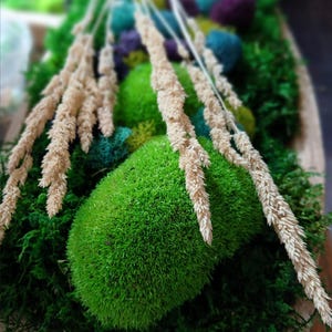 Ornamental Grass Of Colorado | Canary Grass | Fall Grass | Dried floral grass
