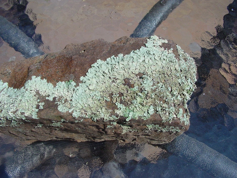 Small lichen covered rocks from 3-5 Desert Landscape Rock-Desert terrariums-Office Paperweight-Weird lichen rock