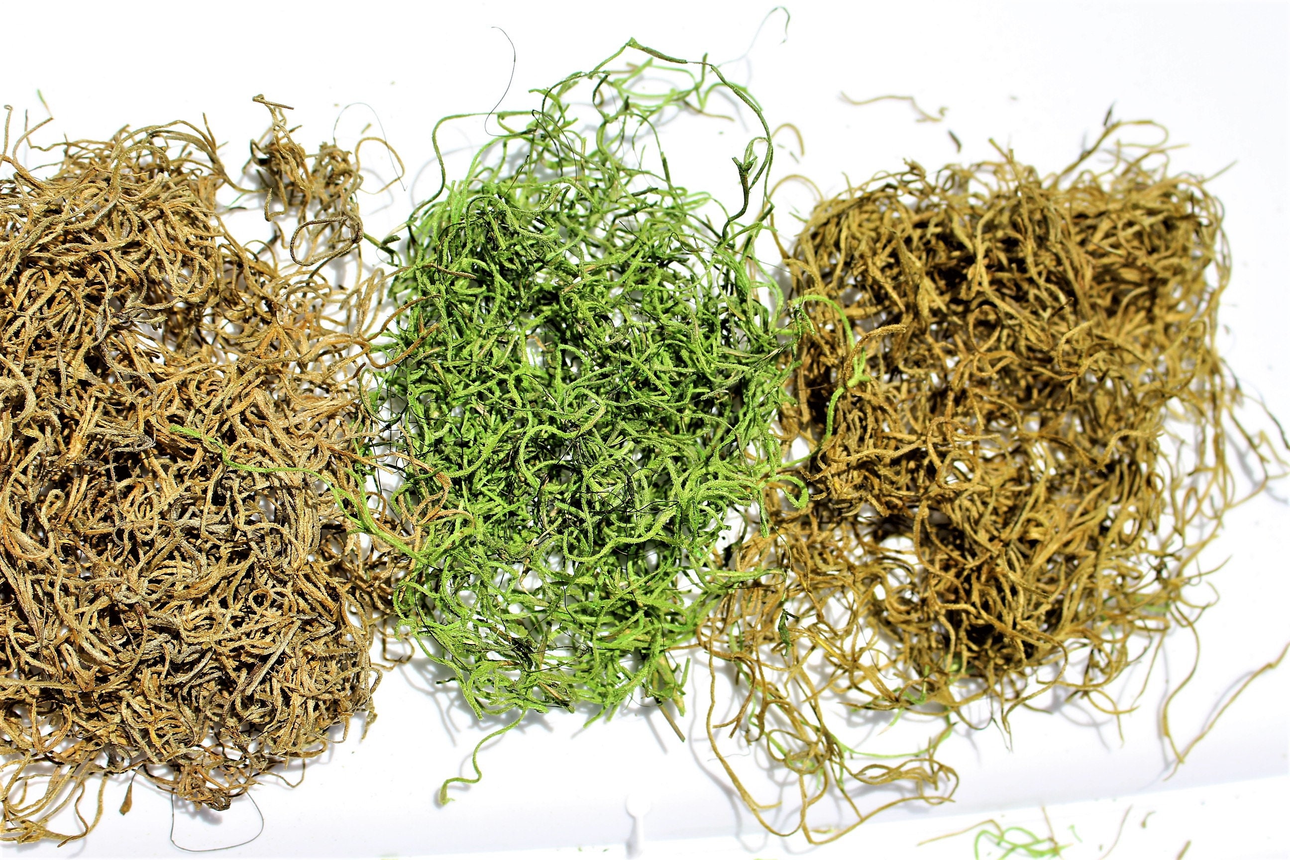 Bulk Spanish Moss 2 pound box FULLGrass Green Etsy