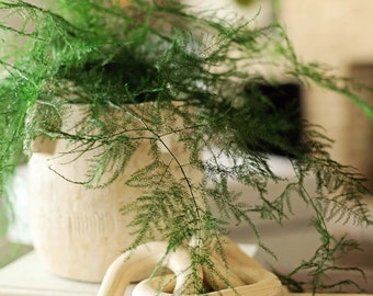 Preserved Plumosus Fern- Choose 9 OR 18 stems of Preserved Soft and whispy wedding ferns-Asparagus Fern