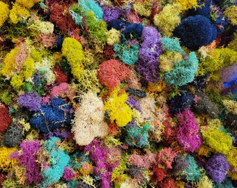 Reindeer moss Lichen Confetti-Reindeer moss-Preserved  in MANY colors