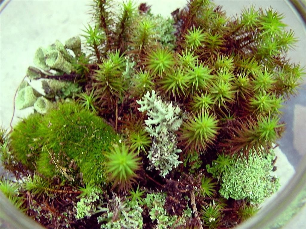 Fissidens Spp. (Adianthoides, Taxifolius, Bryoides) Rare Live Moss for  Terrarium, Terrarium Moss, Terrarium Plant, Terrestrial Moss, DIY