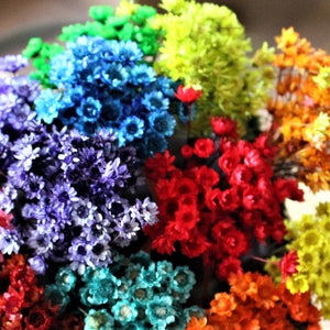 Star flowers-50 Dried Mini Wedding flowers-pink-purple-yellow-green & MORE-Your color choice