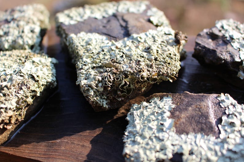 Small lichen covered rocks from 3-5 Desert Landscape Rock-Desert terrariums-Office Paperweight-Weird lichen rock