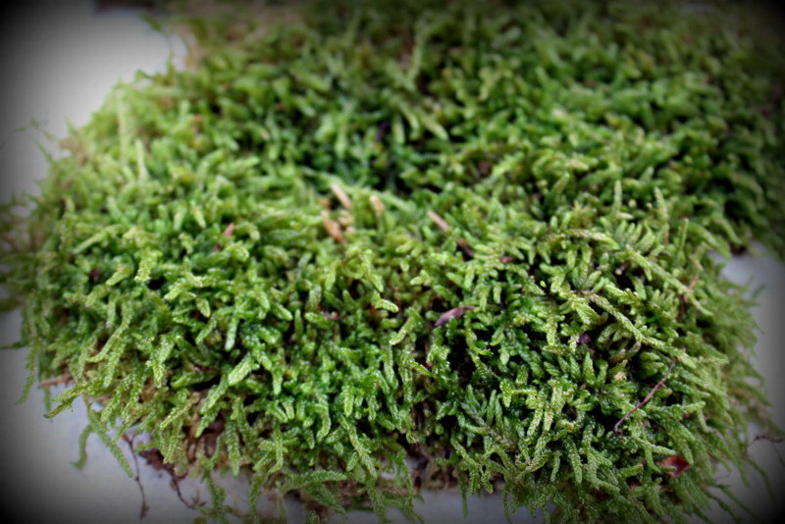 Sheet MossLive MossCarpet MossTerrarium MossVivarium Etsy