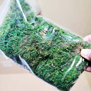 Puede incluir: Una bolsa de pl&aacute;stico transparente llena de musgo verde preservado. El musgo es un material natural que se utiliza a menudo en manualidades y decoraci&oacute;n.