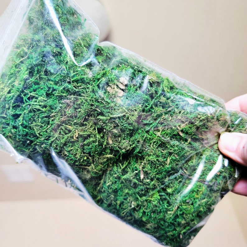 Puede incluir: Una bolsa de pl&aacute;stico transparente llena de musgo verde preservado. El musgo es un material natural que se utiliza a menudo en manualidades y decoraci&oacute;n.