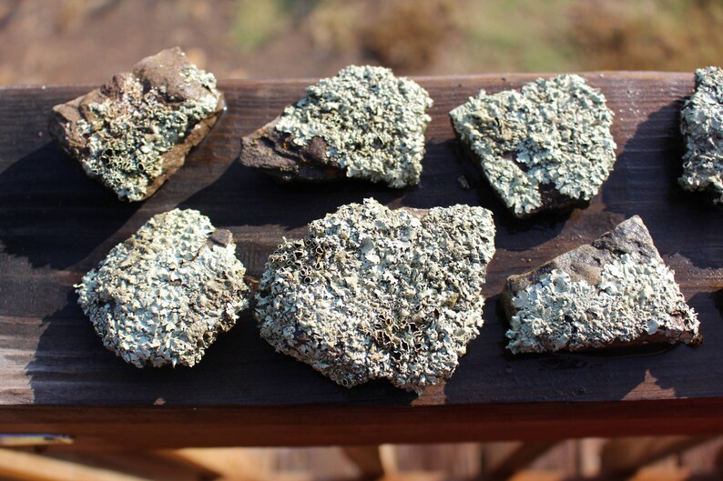 Small lichen covered rocks from 3-5 Desert Landscape Rock-Desert terrariums-Office Paperweight-Weird lichen rock